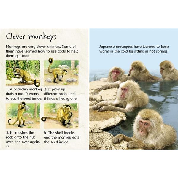Usborne Beginners - Monkeys