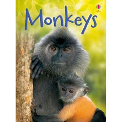 Beginners - Monkeys