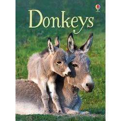 Beginners - Donkeys