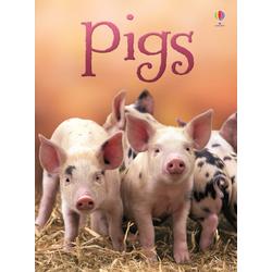 Beginners - Pigs