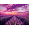 Puzzle Clementoni - Lavender field, 1000 piese